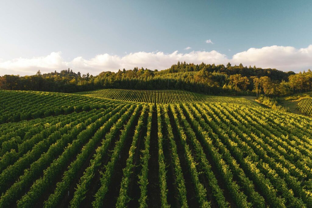 ifcagricola